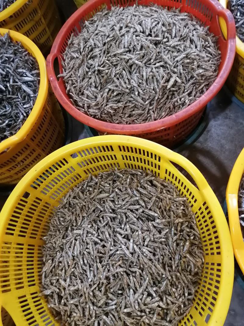 面粉鱼3到6公分中小规格