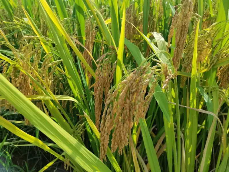 世界贡米之乡，精品大米长粒香大米高品质，高品质。