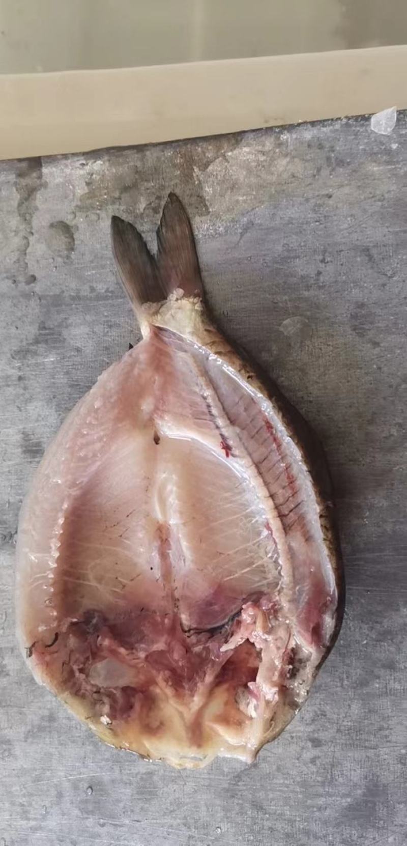 杀好鲫鱼开背的