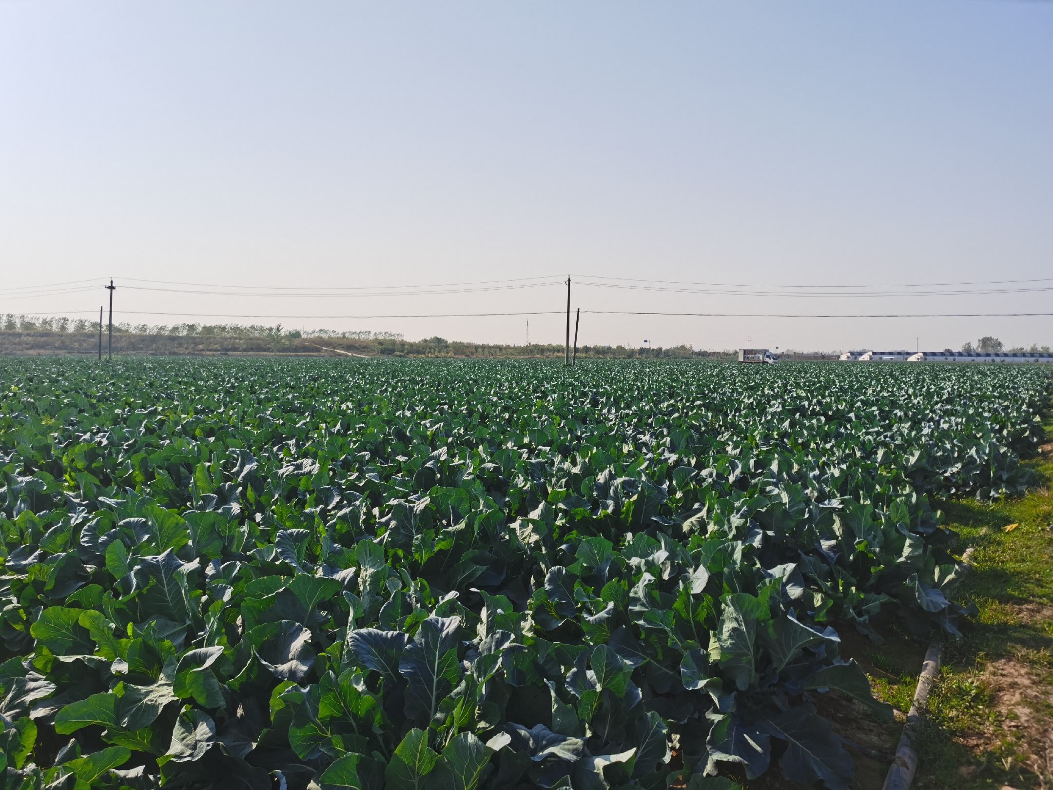 展示松花菜在田间整齐排列的种植场景,背景可见农民正在劳作 松花菜田间种植实景图