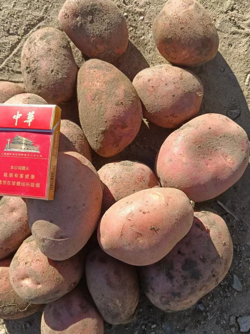 河北省张家口市张北县土豆出售