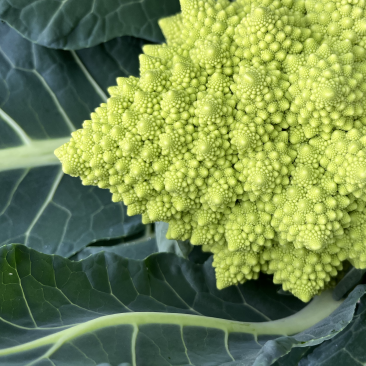 常年供应宝塔菜花质量优诚信可靠需要的老板联系
