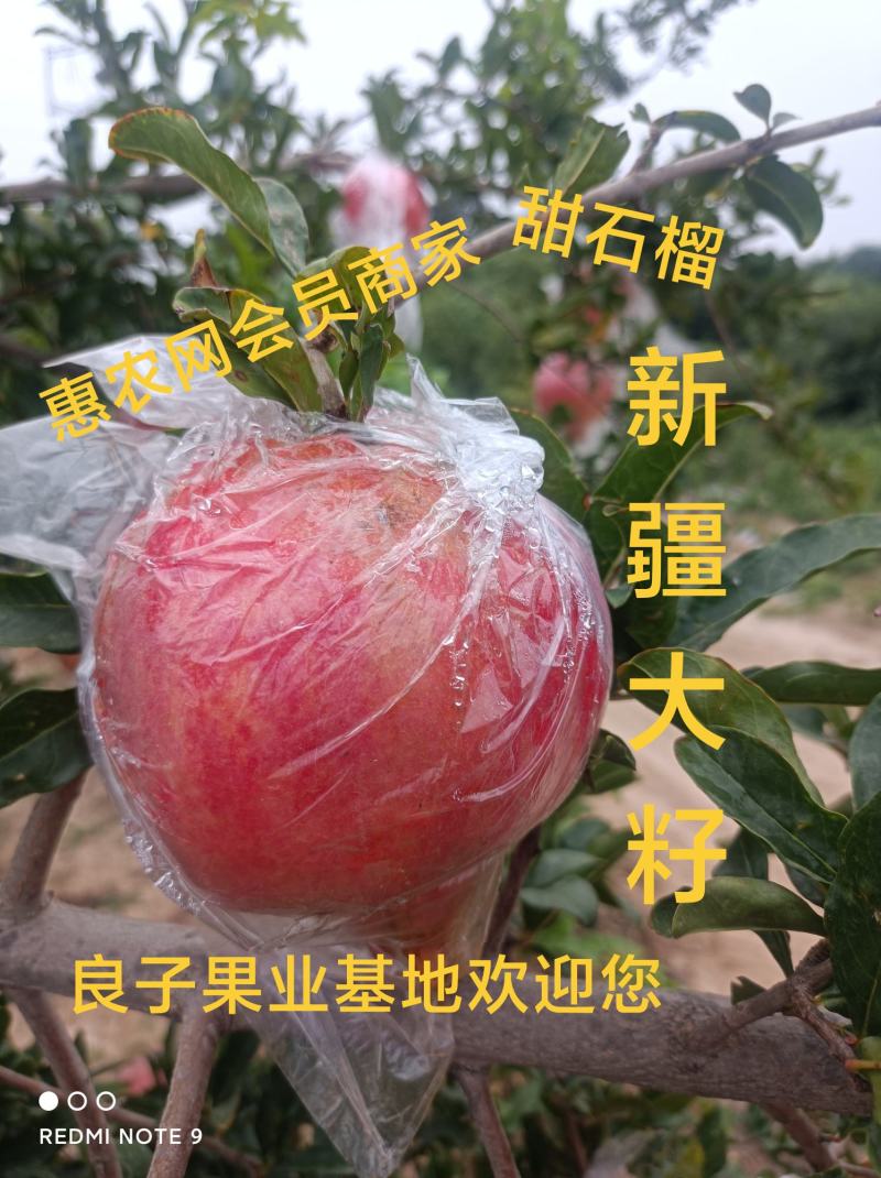 临猗坡上新疆大籽，北畔甜石榴