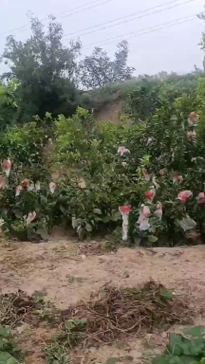 临猗坡上新疆大籽，北畔甜石榴