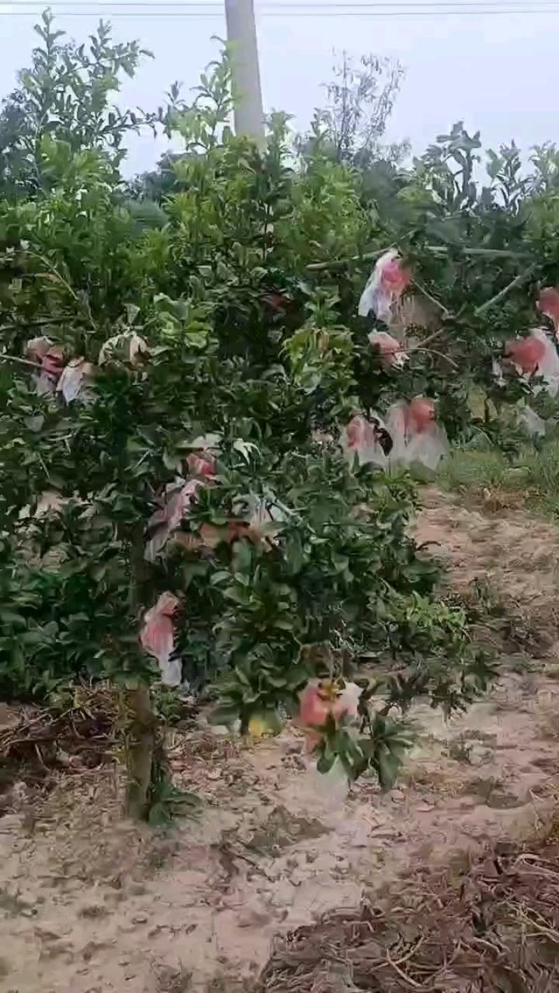 临猗坡上新疆大籽，北畔甜石榴