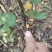 梨树苗