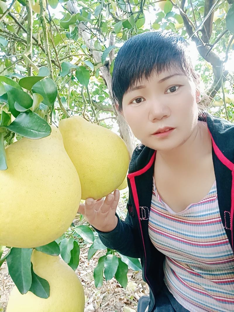 江永香柚