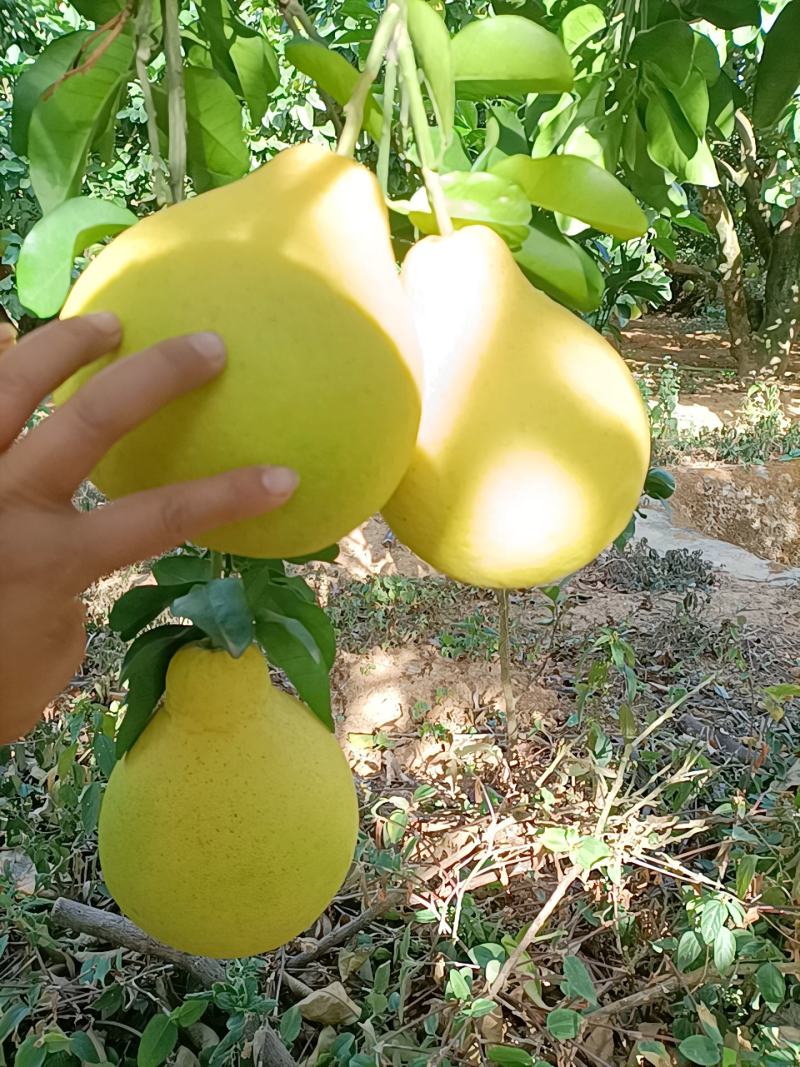 江永香柚