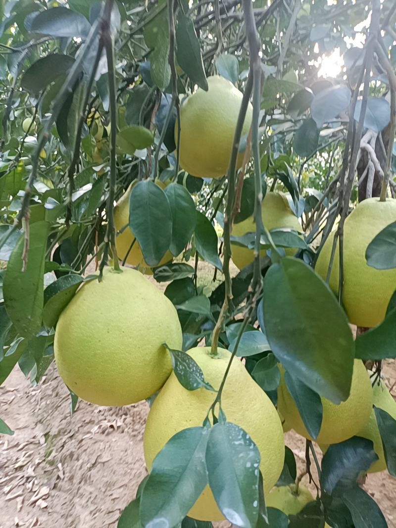 江永香柚