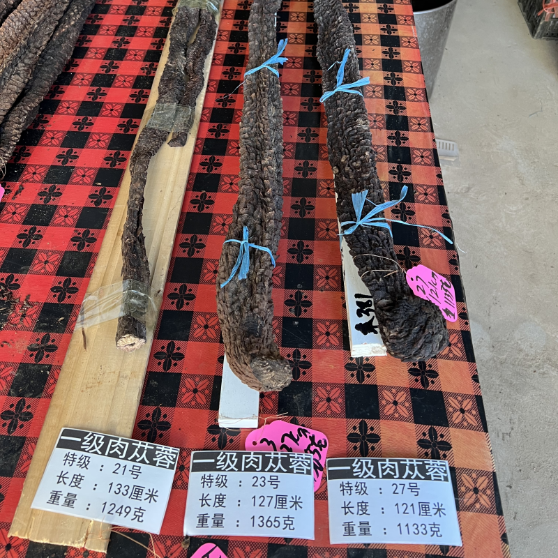 肉苁蓉单根700克大条阿拉善油苁蓉整根内蒙古发货