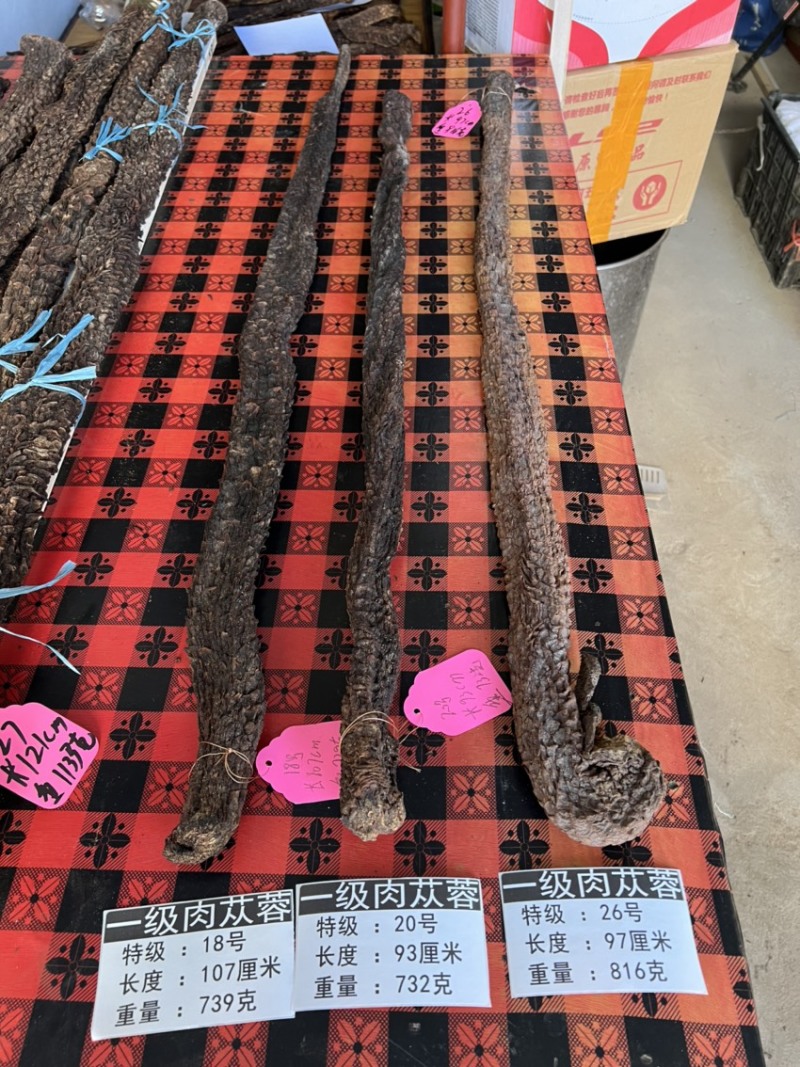 肉苁蓉单根700克大条阿拉善油苁蓉整根内蒙古发货