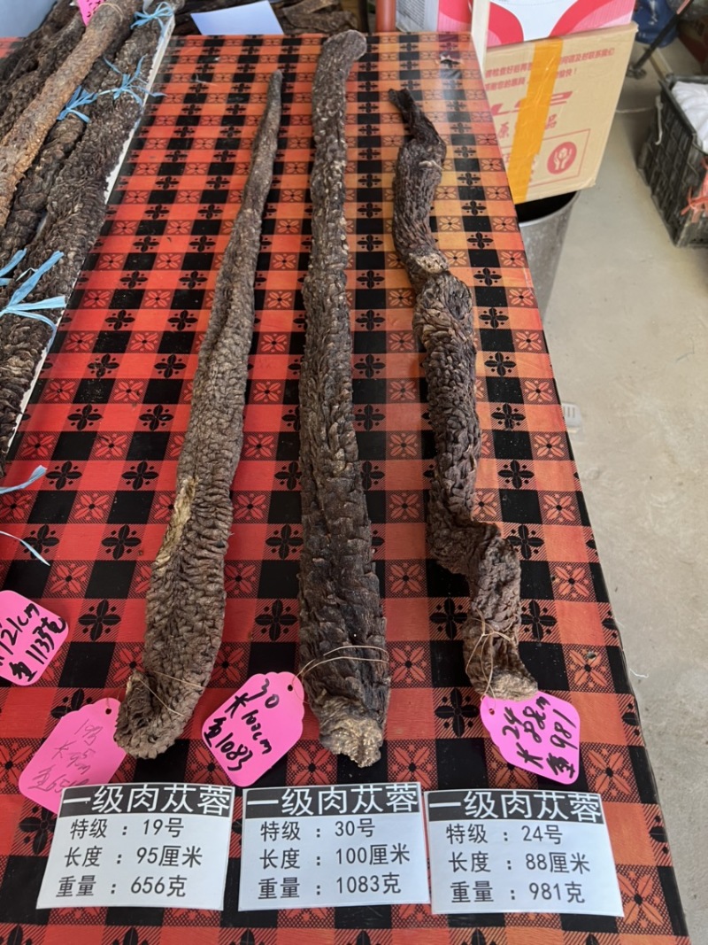 肉苁蓉单根700克大条阿拉善油苁蓉整根内蒙古发货