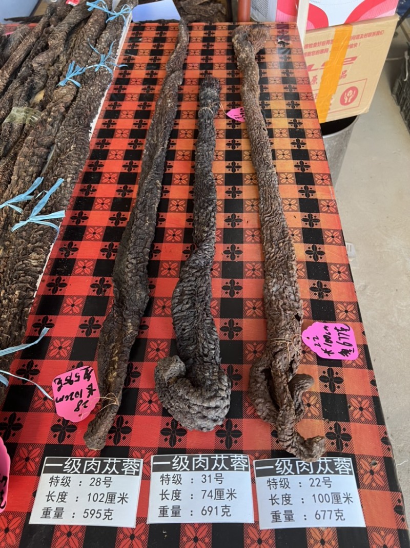 肉苁蓉单根700克大条阿拉善油苁蓉整根内蒙古发货