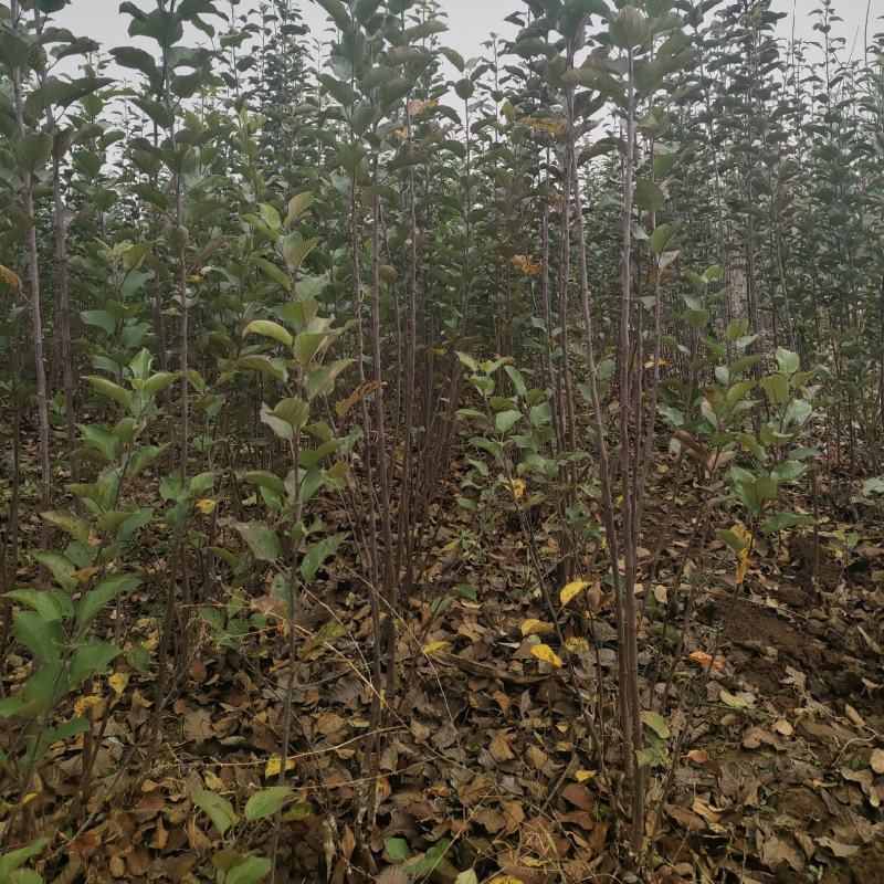 山西绛县红富士苹果树苗(1-3年苗）保证纯度保证品质