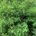 野生大青根臭大青路边青山皇后根
