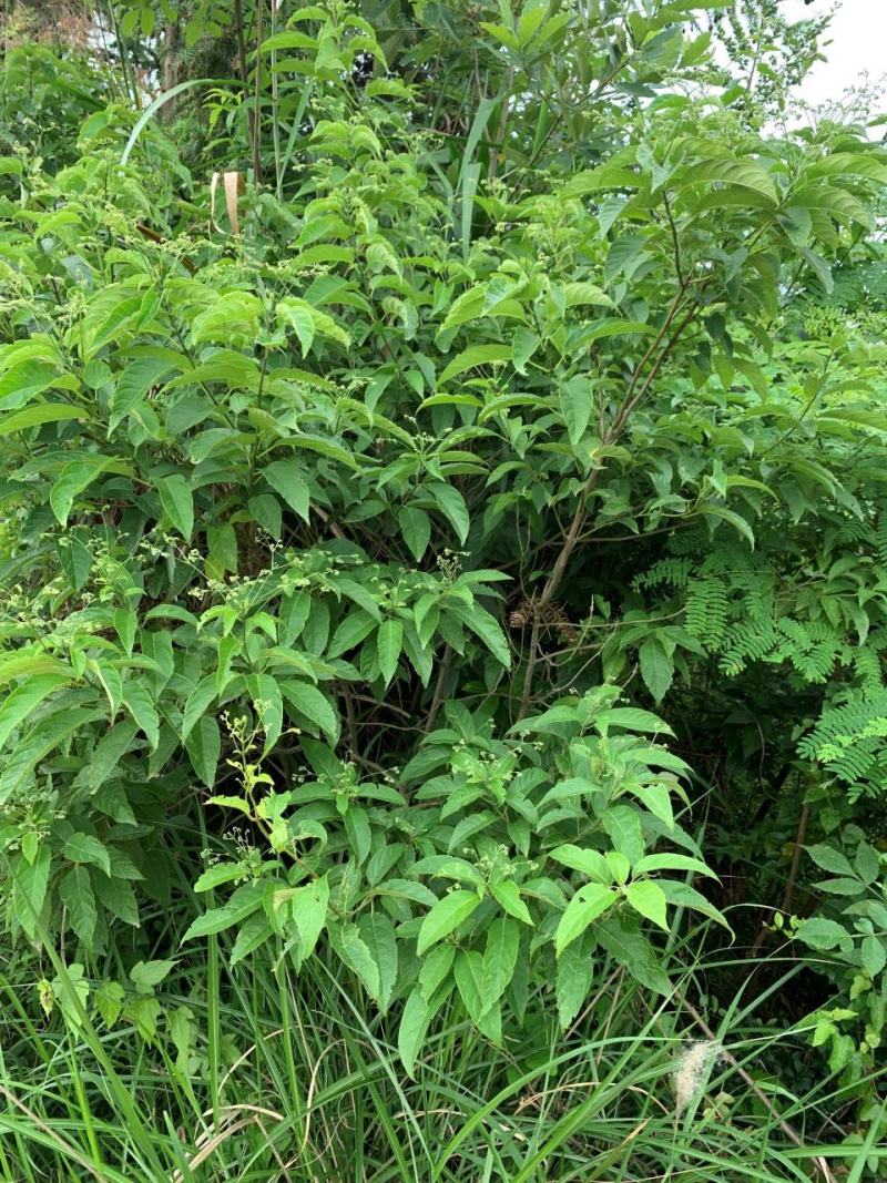 野生大青根臭大青路边青山皇后根