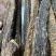 肉苁蓉整根3根一斤内蒙古发货阿拉善肉苁蓉整根非锁阳