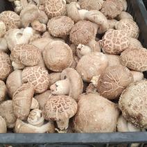 白面架子菇，花菇