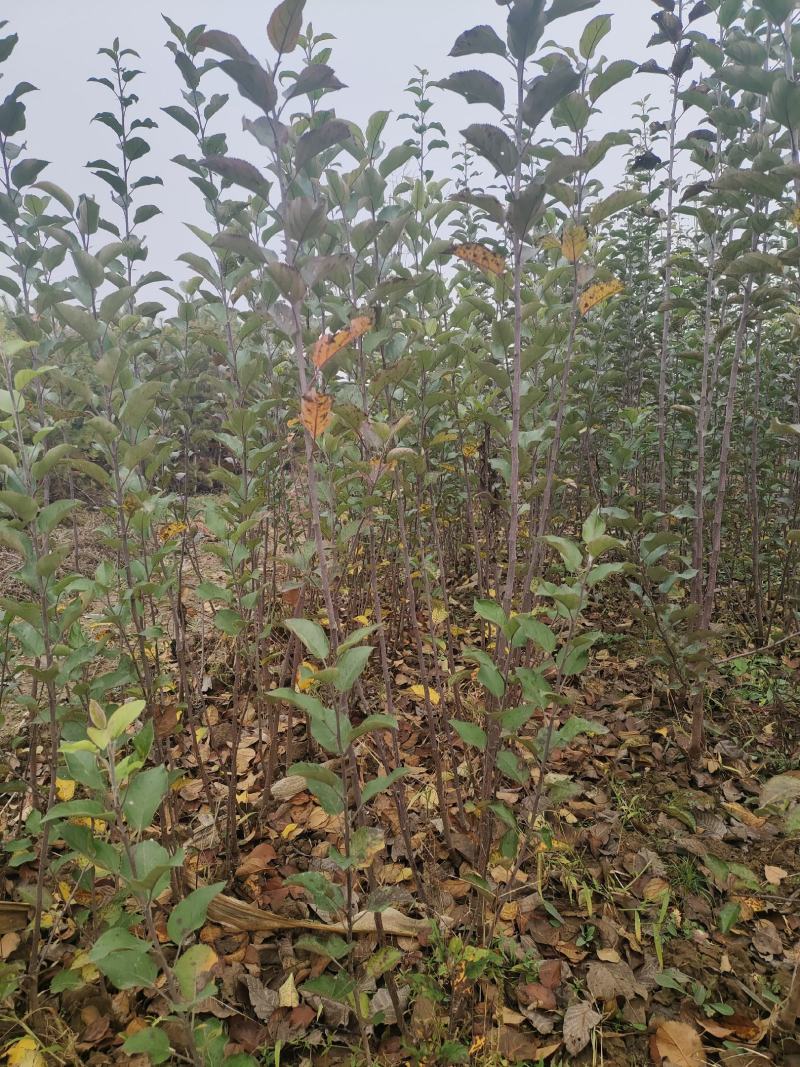山西绛县红富士苹果树苗(1-3年苗）保证纯度保证品质