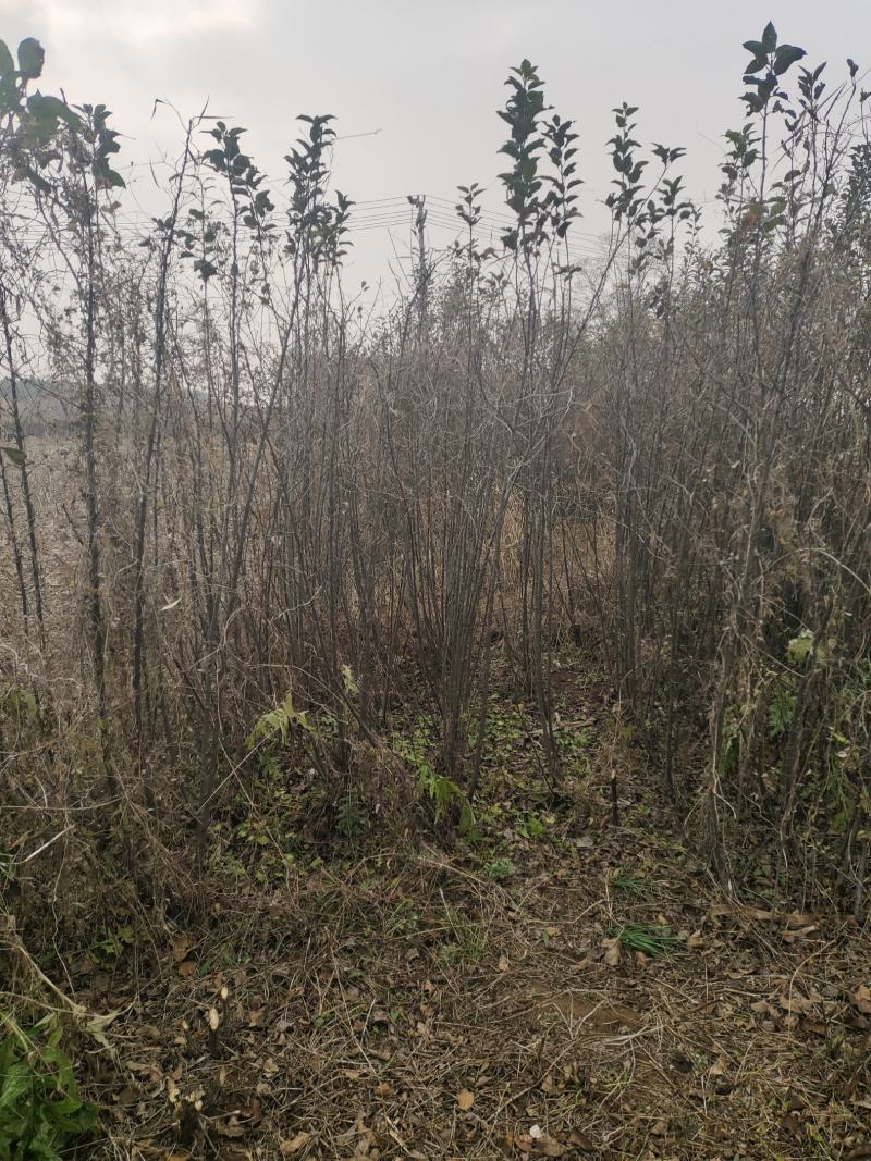 山西绛县红富士苹果树苗(1-3年苗）保证纯度保证品质
