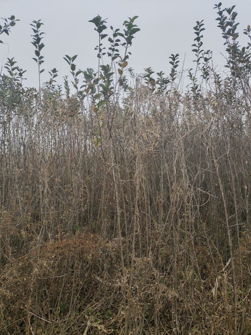 山西绛县红富士苹果树苗(1-3年苗）保证纯度保证品质