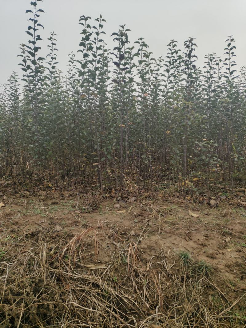 山西绛县红富士苹果树苗(1-3年苗）保证纯度保证品质