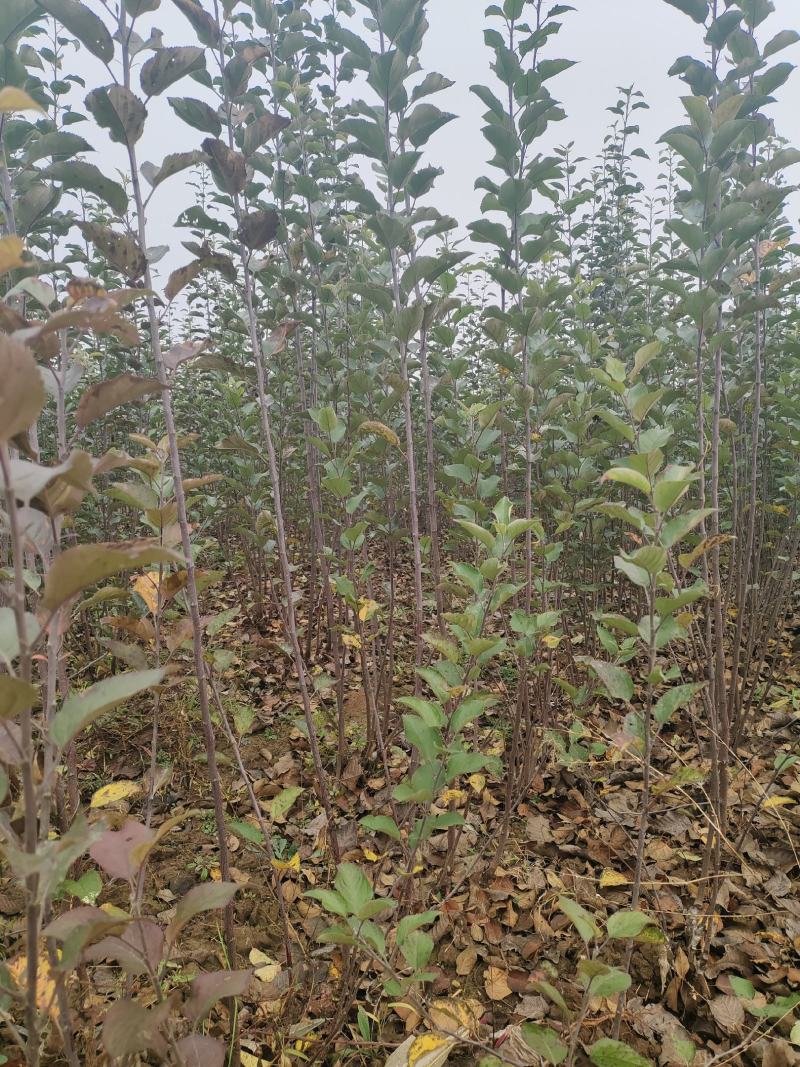 山西绛县红富士苹果树苗(1-3年苗）保证纯度保证品质