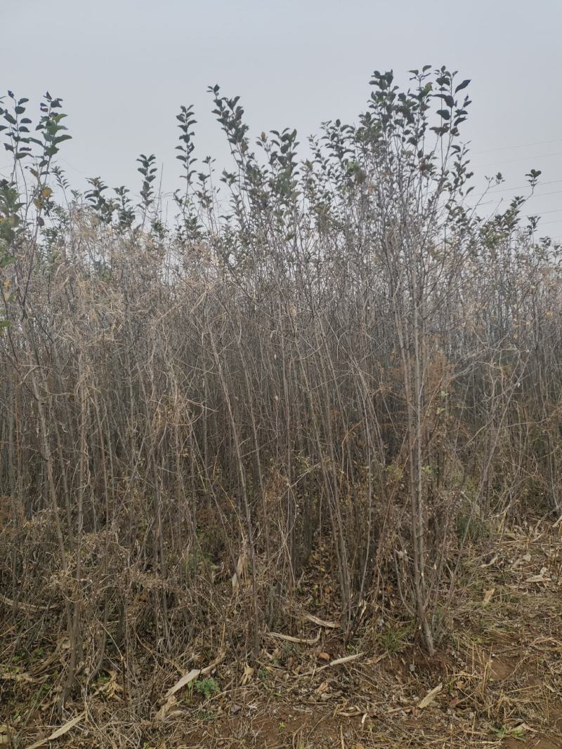山西绛县红富士苹果树苗(1-3年苗）保证纯度保证品质