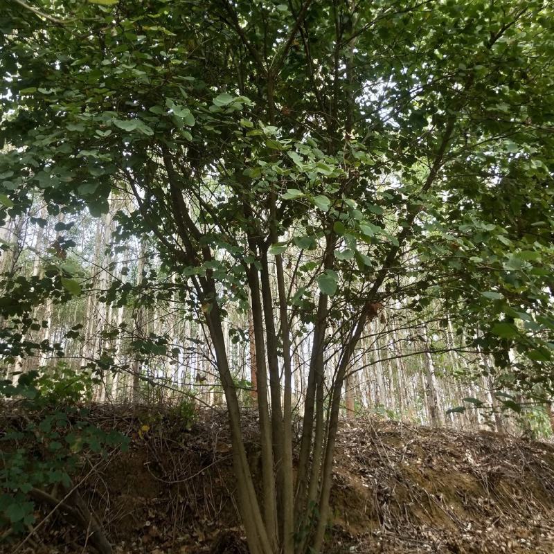 宫粉紫荆从生假值苗，地苗高度4米到7米出售