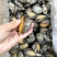 活冻鲍鱼【鲍鱼厂家】全国直发全规格稳定供货支持代工贴牌
