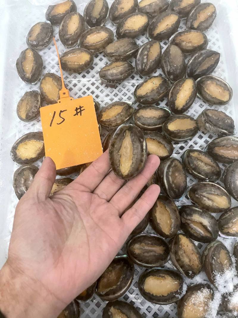 活冻鲍鱼【鲍鱼厂家】全国直发全规格稳定供货支持代工贴牌
