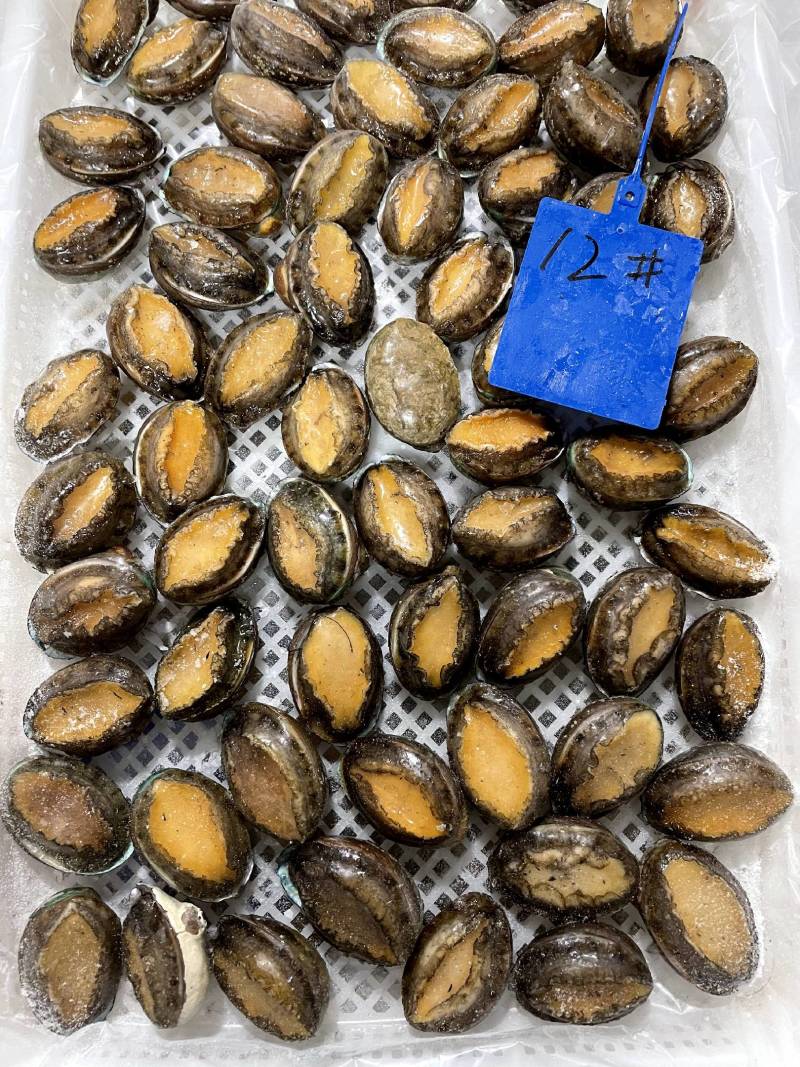 活冻鲍鱼【鲍鱼厂家】全国直发全规格稳定供货支持代工贴牌
