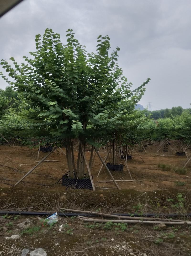 宫粉紫荆从生假值苗，地苗高度4米到7米出售
