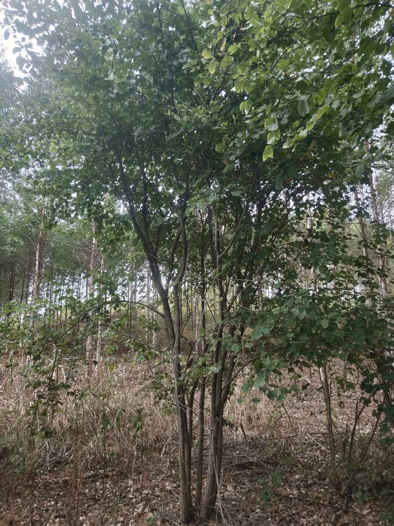 宫粉紫荆从生假值苗，地苗高度4米到7米出售