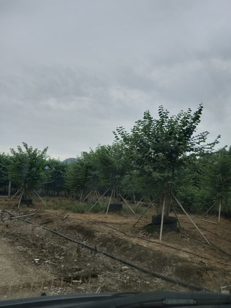 宫粉紫荆从生假值苗，地苗高度4米到7米出售