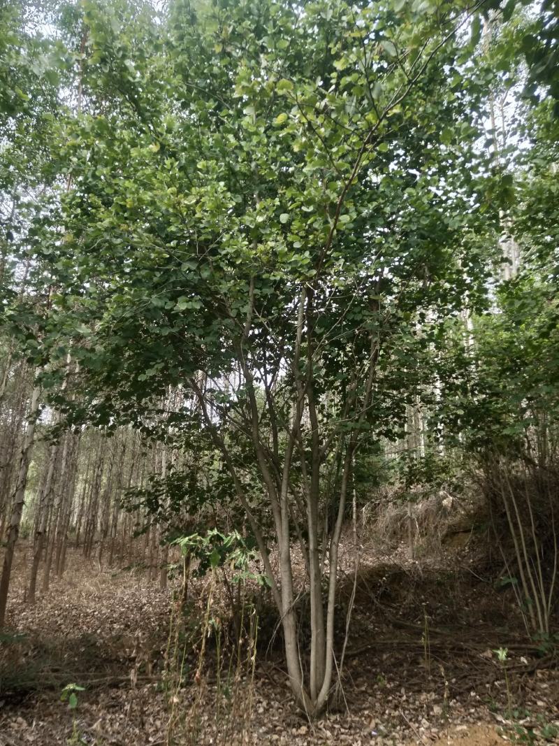 宫粉紫荆从生假值苗，地苗高度4米到7米出售