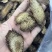 肉苁蓉鲜干片内蒙古阿拉善油切片泡茶非新疆