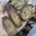 肉苁蓉鲜干片内蒙古阿拉善油切片泡茶非新疆