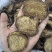 肉苁蓉鲜干片内蒙古阿拉善油切片泡茶非新疆