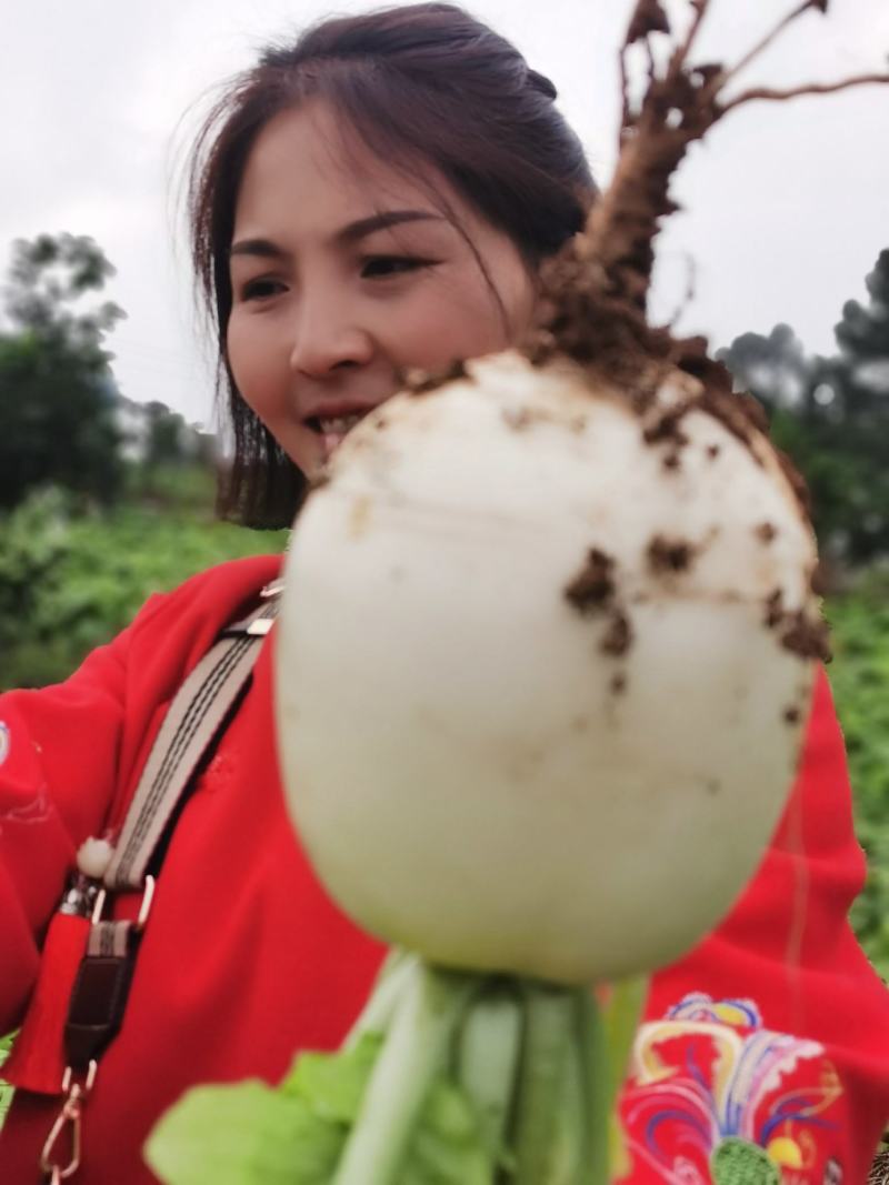 圆根萝卜，大胖萝卜，自家基地种植