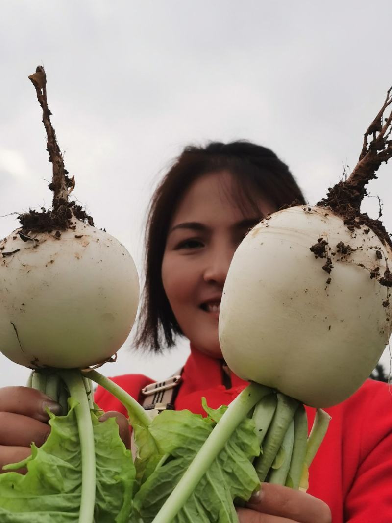 圆根萝卜，大胖萝卜，自家基地种植