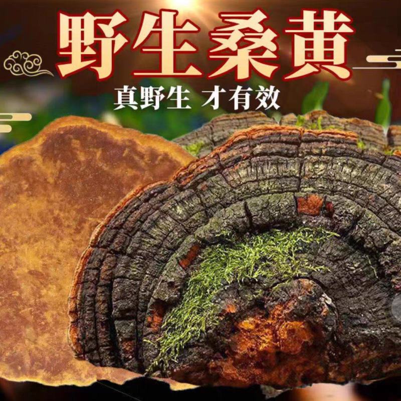 桑黄西藏桑树桑黄优质桑黄规格齐全货源充足闪电发货