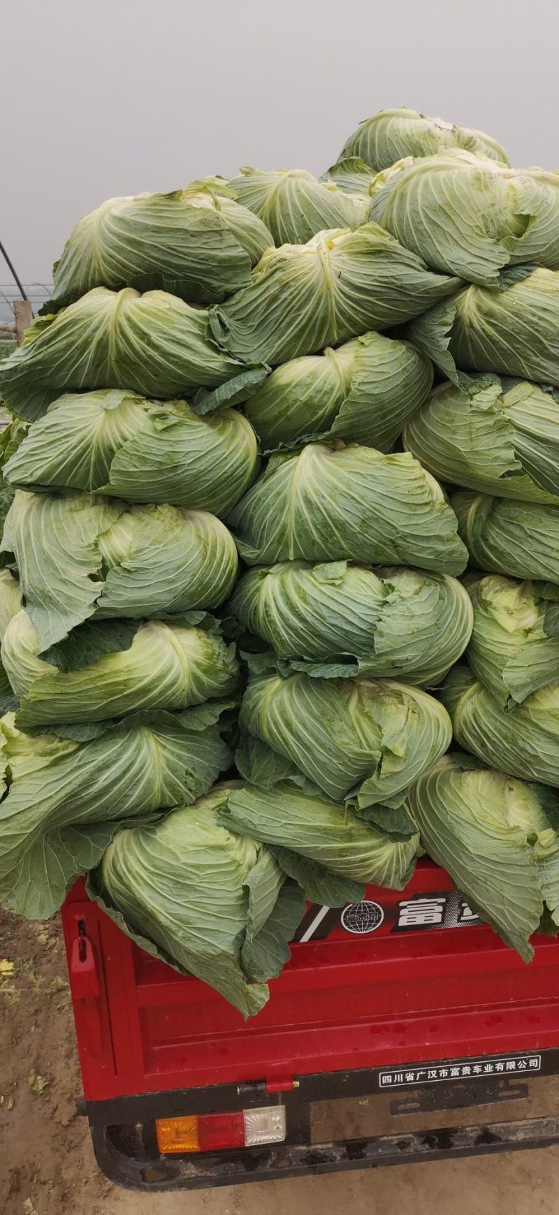 精品甘蓝莲花白菜，翠白菜，大量上市中，物美廉价