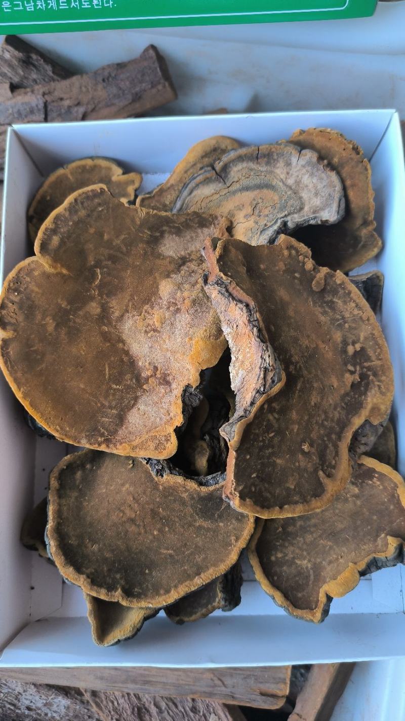 桑黄西藏桑树桑黄优质桑黄规格齐全货源充足闪电发货