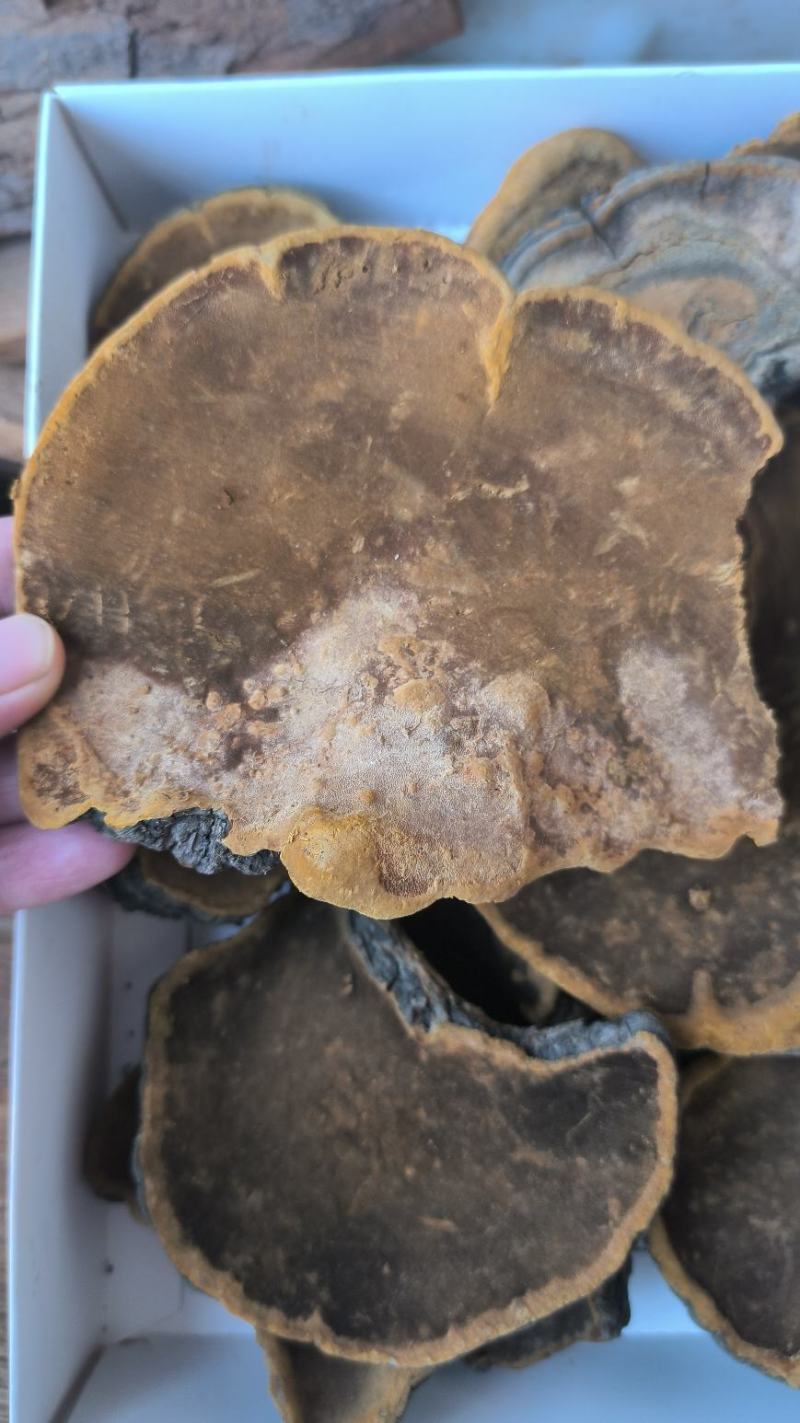桑黄西藏桑树桑黄优质桑黄规格齐全货源充足闪电发货