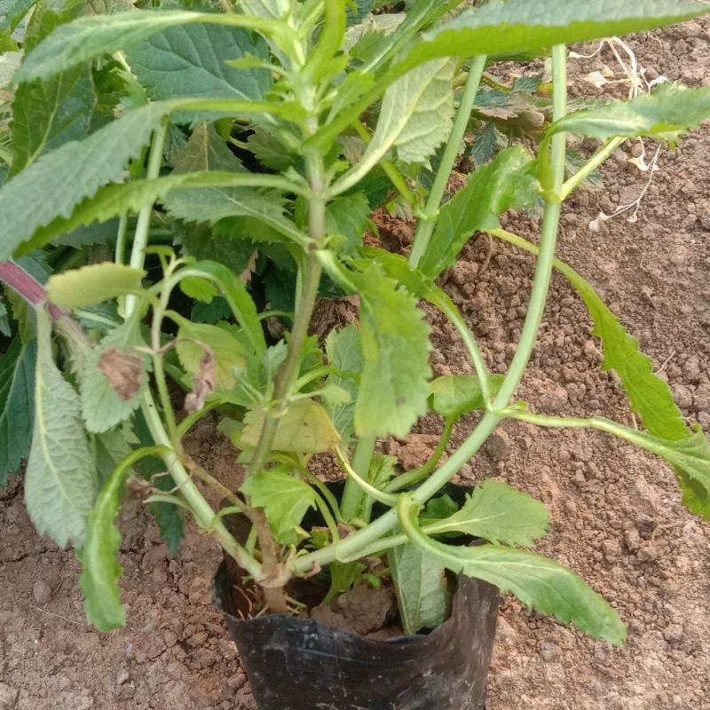 马鞭草