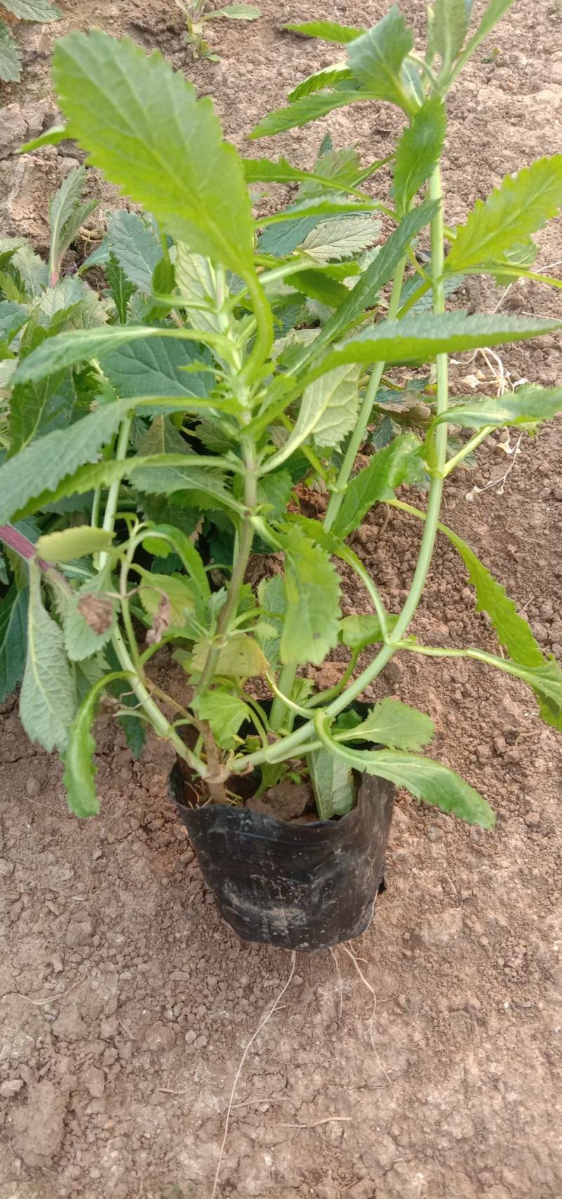 马鞭草