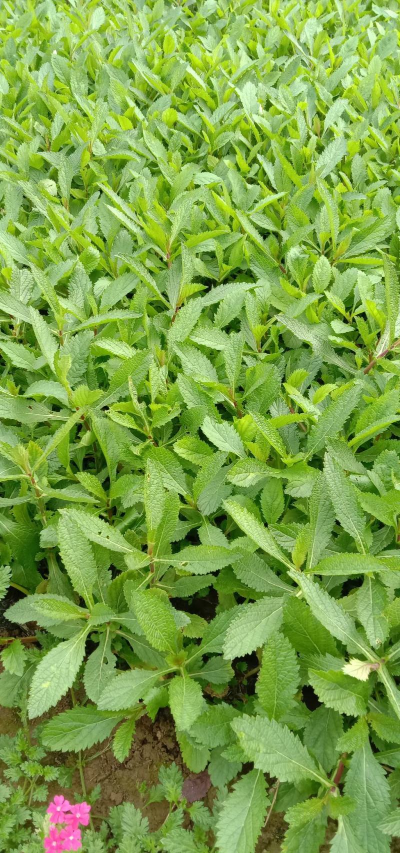 马鞭草