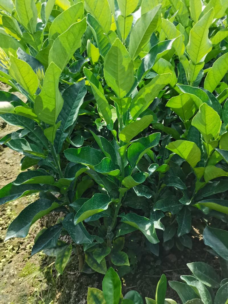 化州橘红苗黄龙一号正毛蜜叶橘红苗品种产量高基地发货