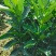 化州橘红苗黄龙一号正毛蜜叶橘红苗品种产量高基地发货